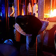 Othello is registered to the contest to win money with this photo: cat, black_cat, cat_tree, indoor, pet, animal, feline, cozy, perch, toy, warm_lighting, window, curtains, wooden_poles, shadow, home, relaxing, night, glowing_eyes, decor