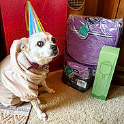 Lassie is registered to the contest to win money with this photo: dog, party_hat, hoodie, carpet, pet_bag, purple, green_box, indoor, pet_accessories, small_dog, looking_up, cute, celebration, birthday_hat, fabric, plastic_wrapping, floor, pet, animal, home