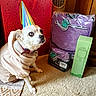 dog, party_hat, hoodie, carpet, pet_bag, purple, green_box, indoor, pet_accessories, small_dog, looking_up, cute, celebration, birthday_hat, fabric, plastic_wrapping, floor, pet, animal, home