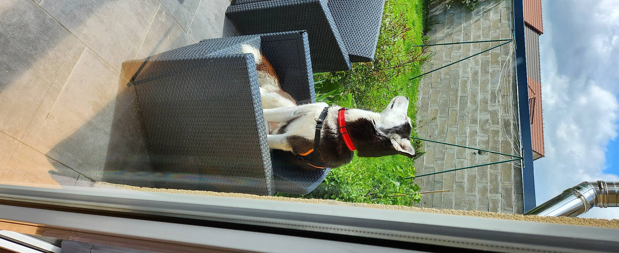 India participe au concours pour gagner de l'argent avec cette photo : automotive_exterior, carnivore, chair, collar, companion_dog, dog, dog_breed, dog_collar, dog_supply, door, fawn, pet_supply, plant, sash_window, snout, sporting_group, tail, vehicle_door, window, windshield