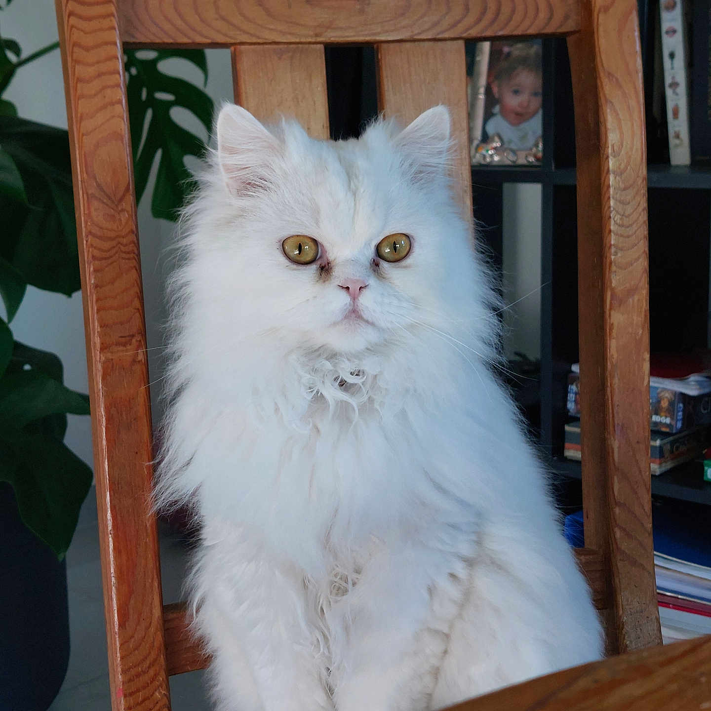 Blue a rejoint le concours — aidez-le/la à gagner de superbes lots ! animal, bookshelf, cat, cozy, curious, cute, domestic, feline, fluffy, fur, golden_eyes, home, indoor, pet, plant, portrait, sitting, table, white_cat, wooden_chair