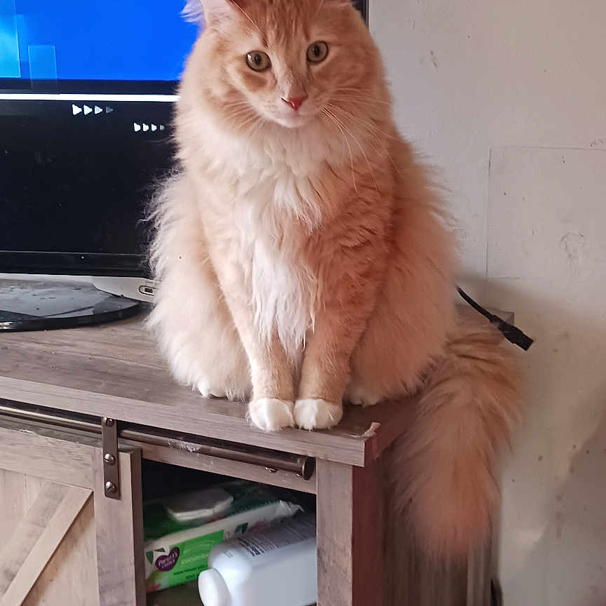 Cornwallis joined the competition — help win amazing prizes! animal, cat, closet, computer, computerhardware, cupboard, drawer, electronics, entertainmentcenter, furniture, hardware, laptop, monitor, pc, person, pet, screen, shelf, tv, wood