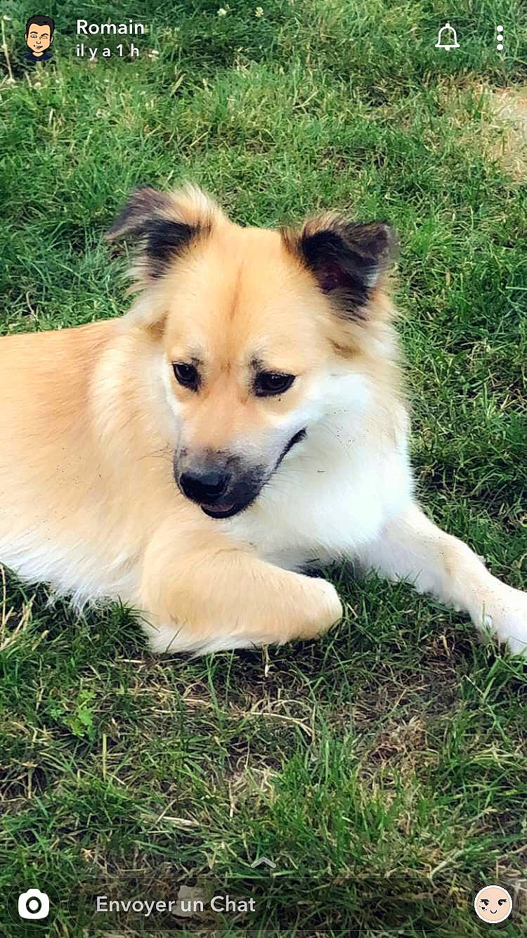 Olkhi a rejoint le concours — aidez-le/la à gagner de superbes lots ! ancient_dog_breeds, canidae, carnivore, companion_dog, dog, dog_breed, fawn, fur, german_spitz_klein, grass, non_sporting_group, plant, pomeranian, small_greek_domestic_dog, snout, sporting_group, terrestrial_animal, toy_dog, whiskers, wildlife