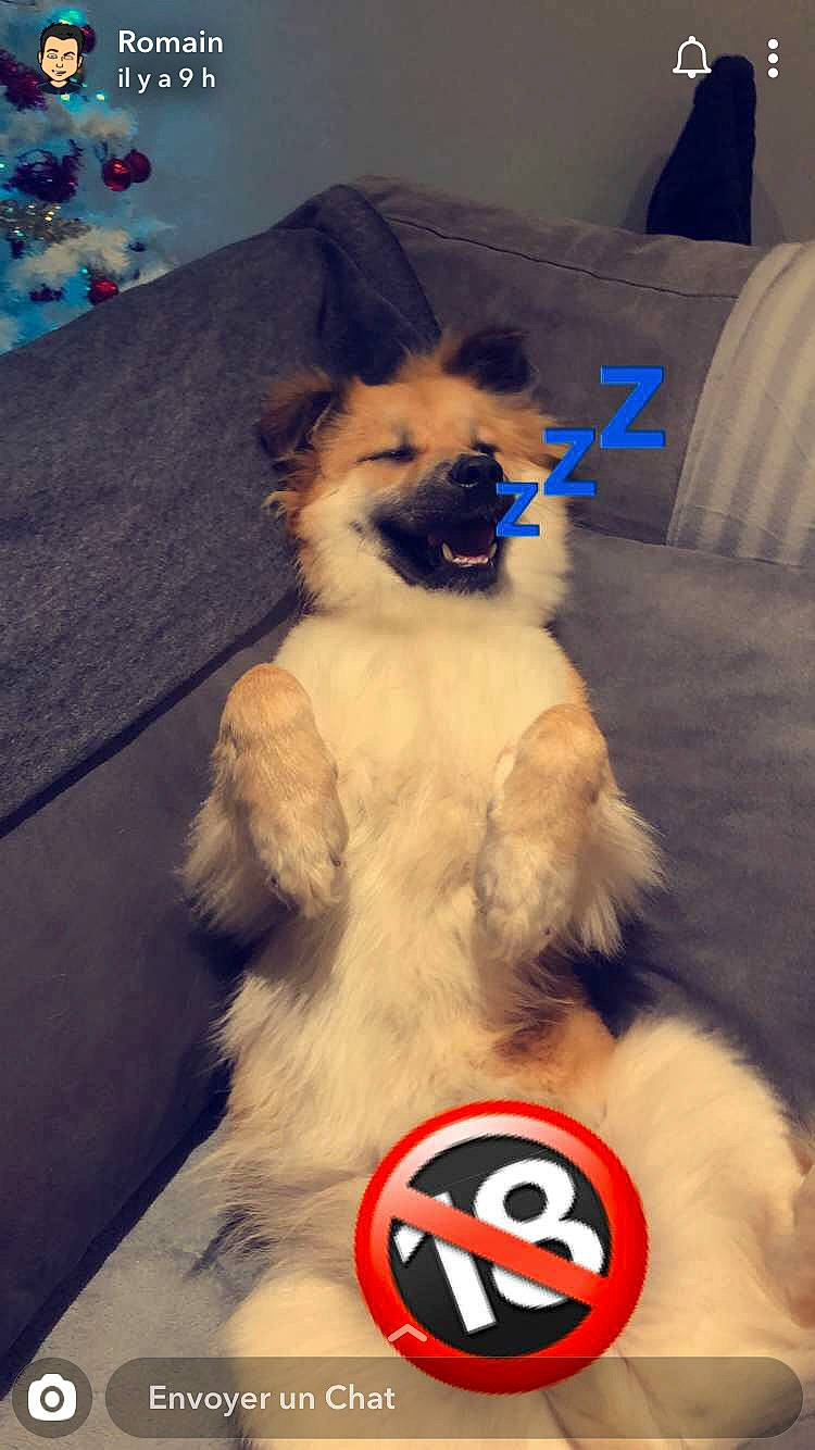 Olkhi a rejoint le concours — aidez-le/la à gagner de superbes lots ! blue, canidae, carnivore, companion_dog, couch, dog, dog_breed, dog_supply, electric_blue, event, fawn, fur, logo, non_sporting_group, pet_supply, snout, sporting_group, tail, toy_dog, working_animal