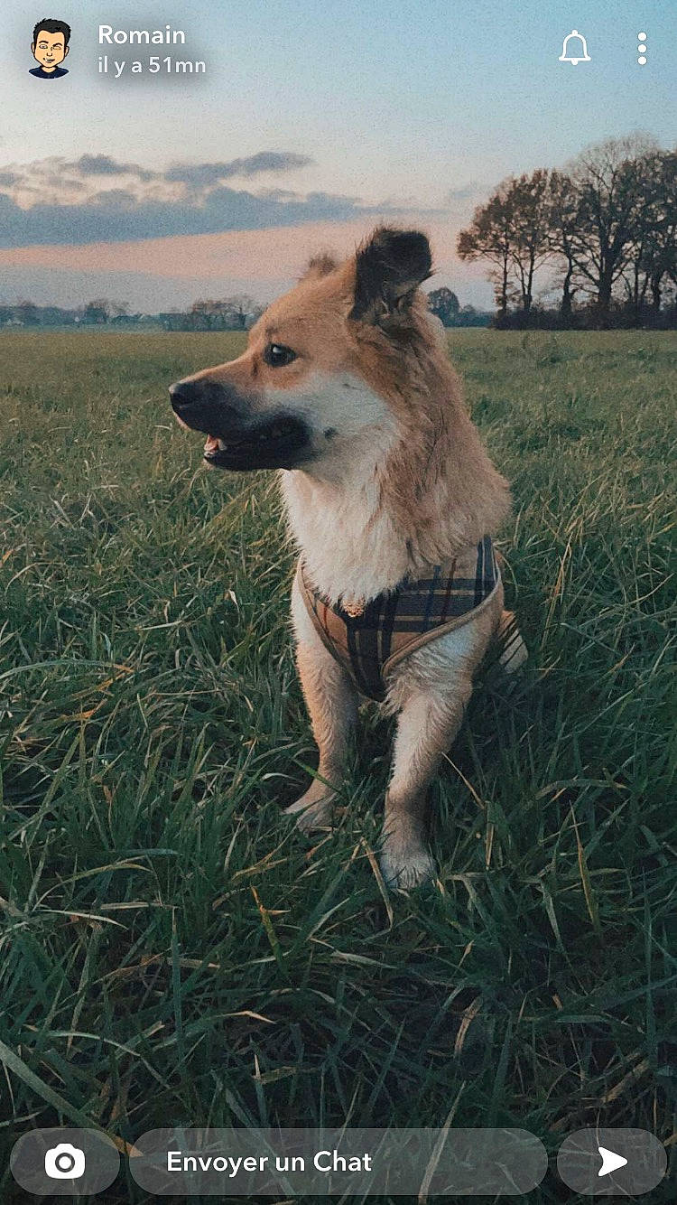 Olkhi a rejoint le concours — aidez-le/la à gagner de superbes lots ! canidae, carnivore, cloud, collar, companion_dog, dog, dog_breed, fawn, fur, grass, grassland, plant, prairie, sky, snout, sporting_group, tail, terrestrial_animal, tree, whiskers