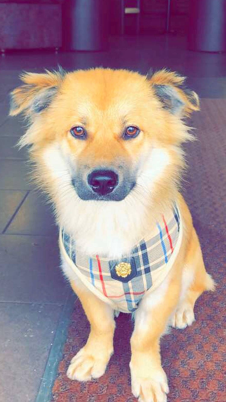 Olkhi a rejoint le concours — aidez-le/la à gagner de superbes lots ! ancient_dog_breeds, canidae, carnivore, companion_dog, dog, dog_breed, dog_clothes, dog_supply, fawn, fur, non_sporting_group, pet_supply, snout, spitz, sporting_group, toy_dog, volpino_italiano, whiskers, working_animal, working_dog