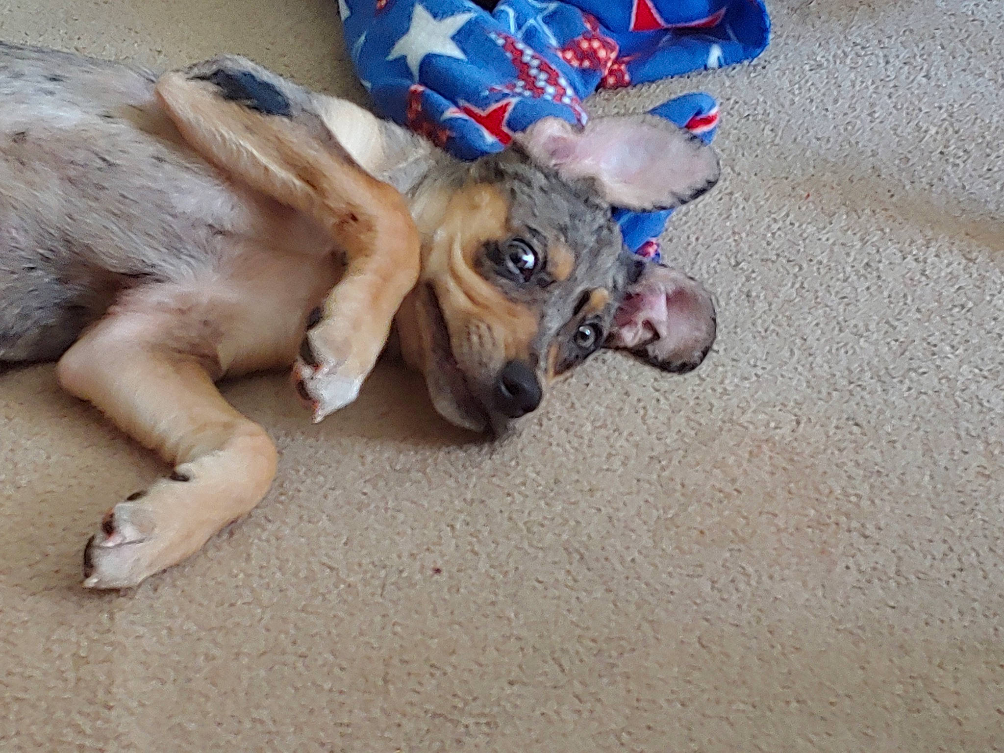 Ember Lee is registered to the contest to win money with this photo: canidae, carnivore, companion_dog, dog, dog_breed, dog_toy, fawn, paw, puppy, sporting_group