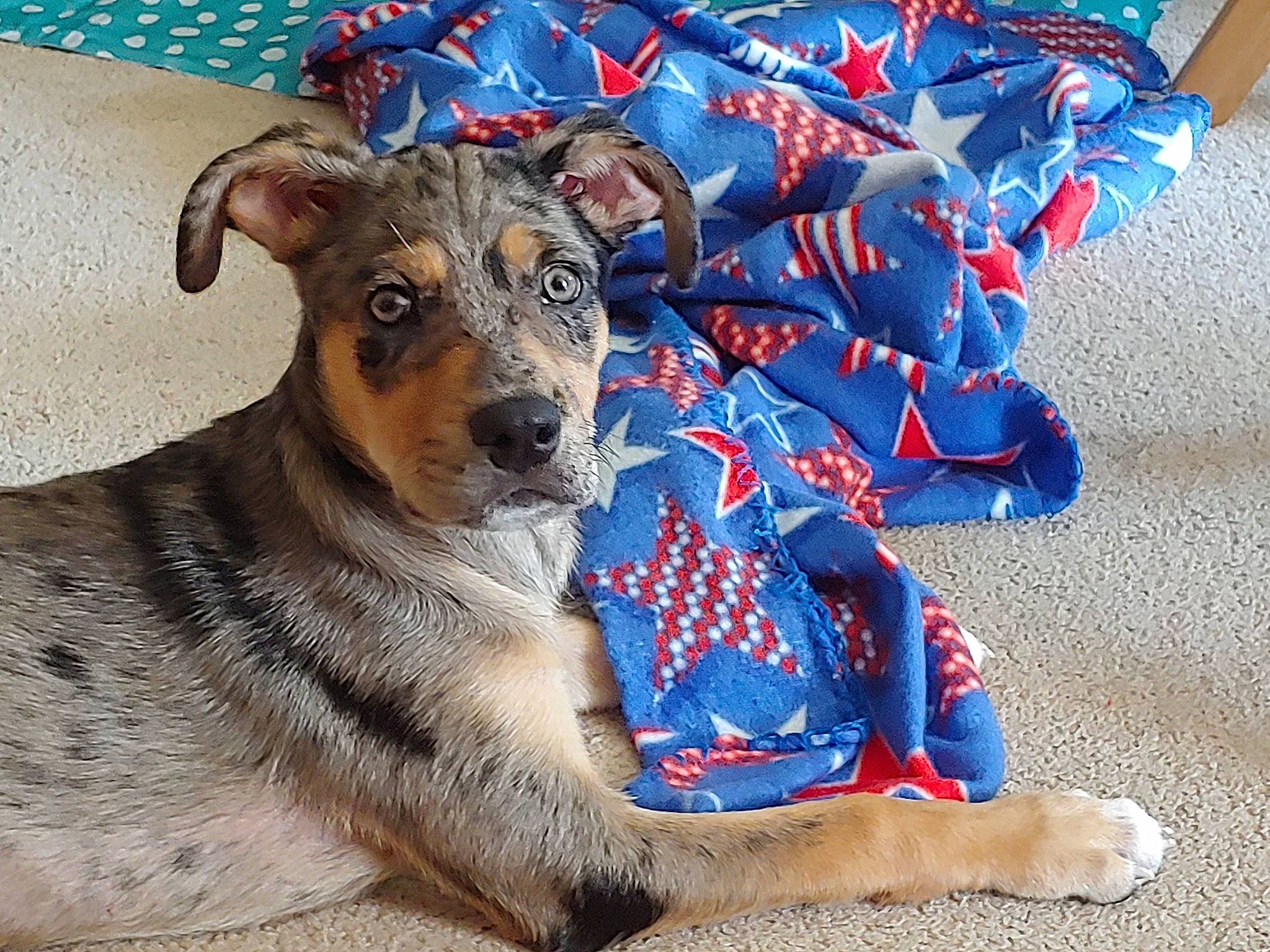 Ember Lee is registered to the contest to win money with this photo: australian_cattle_dog, canidae, carnivore, companion_dog, dog, dog_breed, dog_clothes, mammal, miniature_pinscher, paw, puppy, vertebrate, working_dog