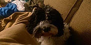 Skoot is registered to the contest to win money with this photo: