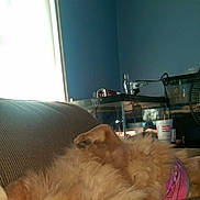 Chewy is registered to the contest to win money with this photo: