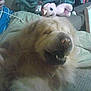 Chewy is registered to the contest to win money with this photo: