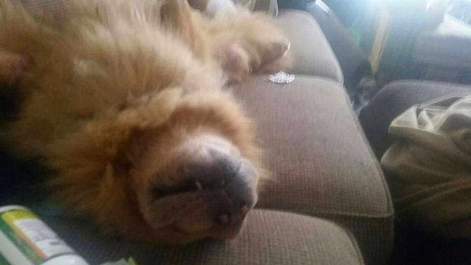Chewy