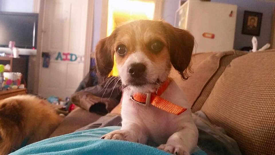 Yoda