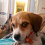 Yoda is registered to the contest to win money with this photo: