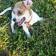 Yoda is registered to the contest to win money with this photo: