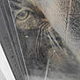 animal, blur, cat, closeup, curious, domestic, door, eye, feline, glass, indoor, looking, pattern, pet, reflection, tabby, texture, vertical, whiskers, window