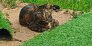 Tiana participe au concours pour gagner de l'argent avec cette photo : animal, calm, cat, dirt, ears, feline, fur, grass, greenery, ground, lawn, looking, nature, outdoor, pet, resting, sunlight, tabby_cat, tail, whiskers