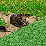 animal, calm, cat, dirt, ears, feline, fur, grass, greenery, ground, lawn, looking, nature, outdoor, pet, resting, sunlight, tabby_cat, tail, whiskers