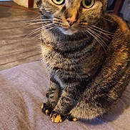 Tiana participe au concours pour gagner de l'argent avec cette photo : animal, cat, closeup, cozy, curious, domestic, ears, eyes, feline, fur, house, indoor, mammal, paws, pet, sitting, soft, striped, tabby, whiskers