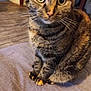Tiana a rejoint le concours — aidez-le/la à gagner de superbes lots ! animal, cat, closeup, cozy, curious, domestic, ears, eyes, feline, fur, house, indoor, mammal, paws, pet, sitting, soft, striped, tabby, whiskers