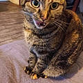 Nadia S.