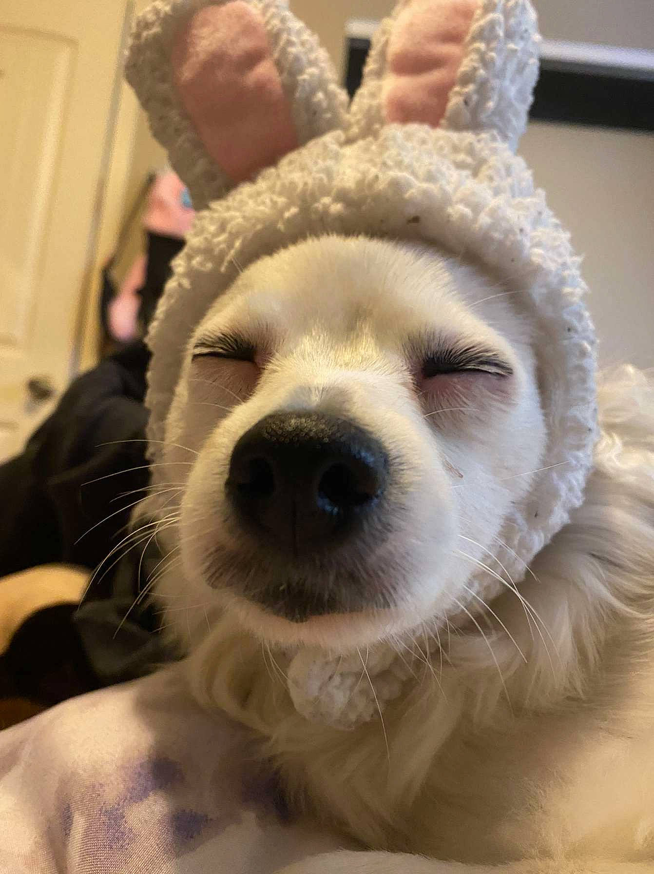 Belle joined the competition — help win amazing prizes! ancient_dog_breeds, canidae, carnivore, companion_dog, corgi_chihuahua, dog, dog_breed, ear, fawn, fur, jaw, non_sporting_group, nose, selfie, snout, sporting_group, terrestrial_animal, whiskers, working_animal