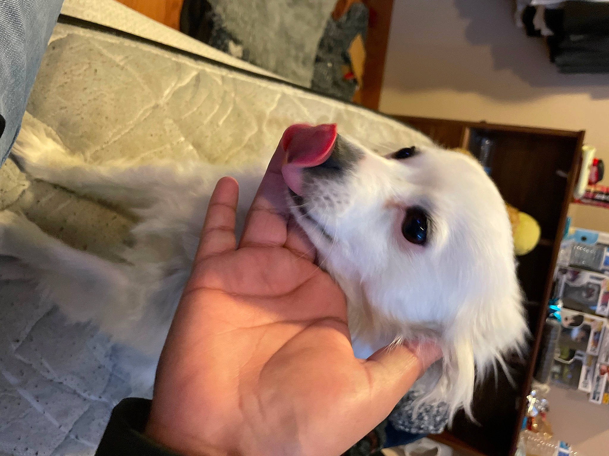 Belle is registered to the contest to win money with this photo: canidae, carnivore, companion_dog, dog, dog_breed, ear, fawn, felidae, fur, jaw, nail, non_sporting_group, shelf, snout, spitz, sporting_group, thumb, whiskers, working_animal