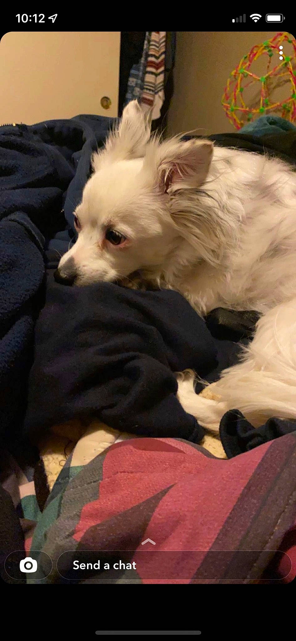 Belle joined the competition — help win amazing prizes! canidae, carnivore, chihuahua, companion_dog, corgi_chihuahua, dog, dog_breed, dog_supply, ear, fawn, fur, non_sporting_group, pet_supply, russkiy_toy, snout, sporting_group, toy_dog, whiskers, working_animal