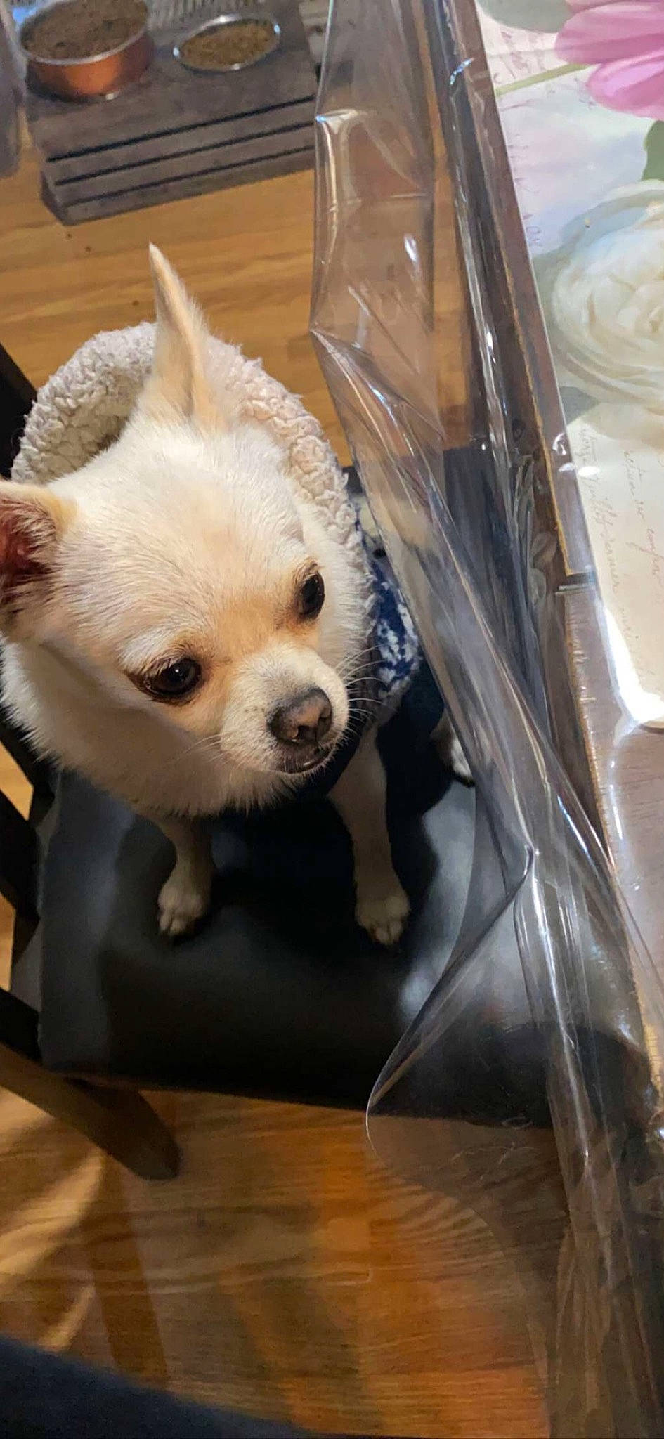 Lady is registered to the contest to win money with this photo: canidae, carnivore, companion_dog, dog, dog_breed, dog_supply, eye, fawn, flooring, fur, hardwood, non_sporting_group, snout, sporting_group, terrestrial_animal, toy_dog, whiskers, windshield, wood, working_animal