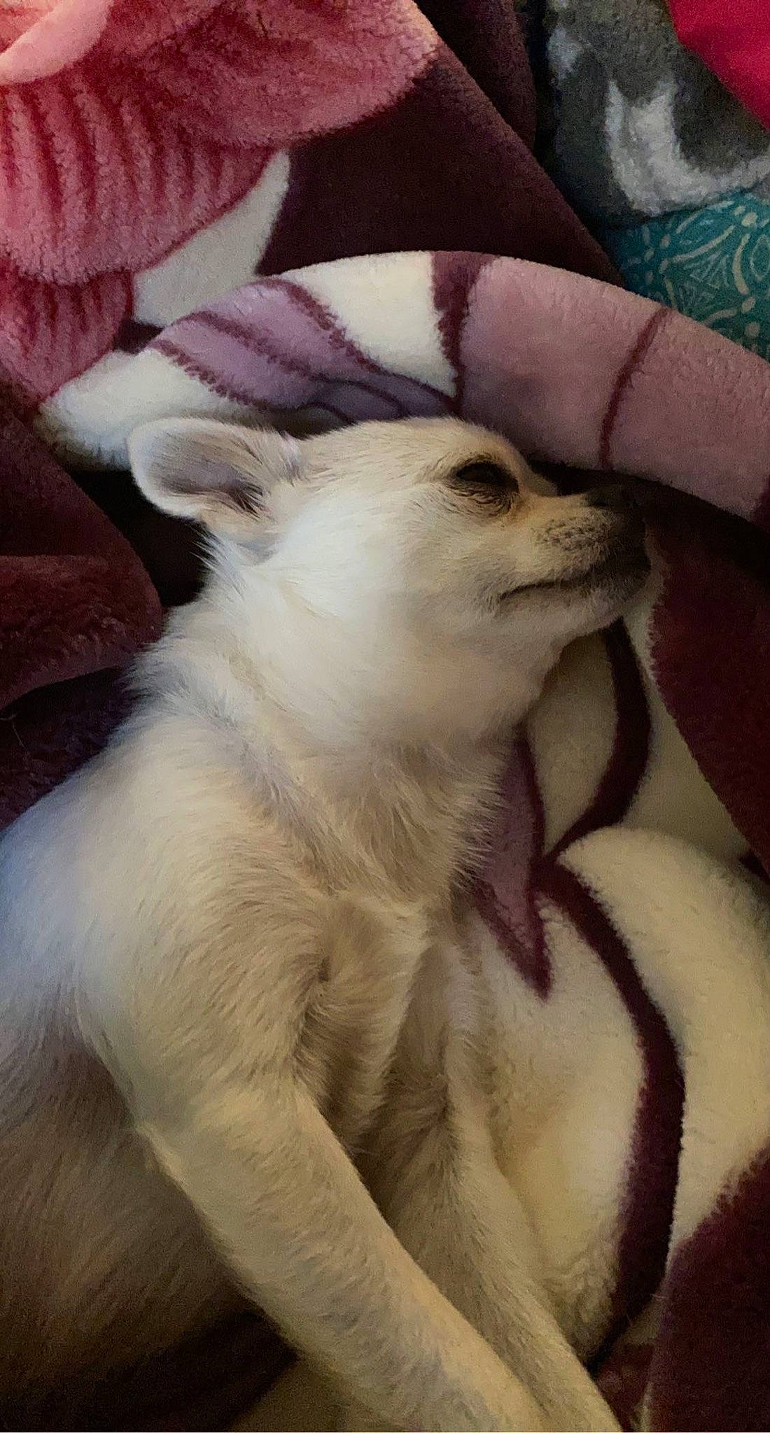 Lady is registered to the contest to win money with this photo: canidae, carnivore, comfort, companion_dog, dog, dog_breed, fawn, fur, non_sporting_group, snout, sporting_group, terrestrial_animal, toy_dog, whiskers, working_animal