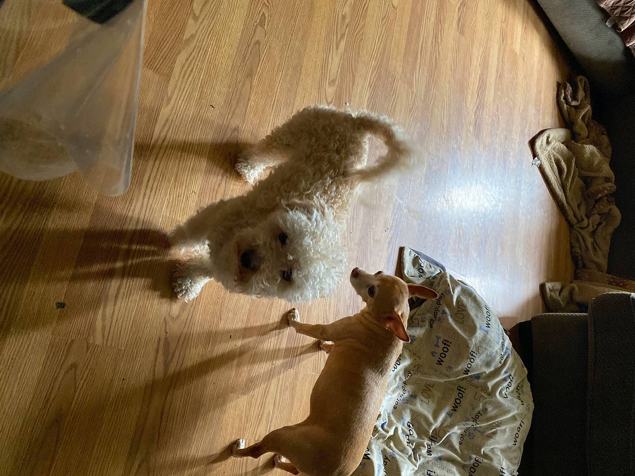 Simba is registered to the contest to win money with this photo: art, canidae, dog, fawn, flooring, fur, hardwood, metal, paw, plaster, rat, shadow, small_to_medium_sized_cats, snout, sporting_group, tail, tints_and_shades, visual_arts, whiskers, wood