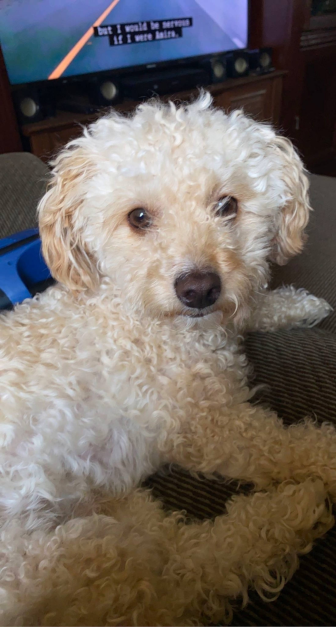 Simba is registered to the contest to win money with this photo: canidae, carnivore, companion_dog, dog, dog_breed, dog_collar, fur, labradoodle, maltepoo, poodle, puppy, shih_poo, small_terrier, snout, sporting_group, terrier, toy_dog, water_dog, working_animal, yorkipoo