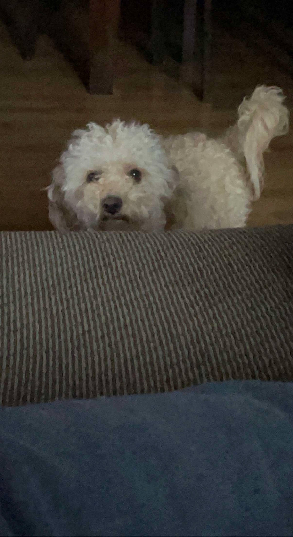 Simba joined the competition — help win amazing prizes! canidae, carnivore, companion_dog, dog, dog_breed, flooring, fur, labradoodle, maltepoo, non_sporting_group, poodle, poodle_crossbreed, puppy, recliner, small_terrier, sporting_group, terrier, toy_dog, water_dog, working_animal