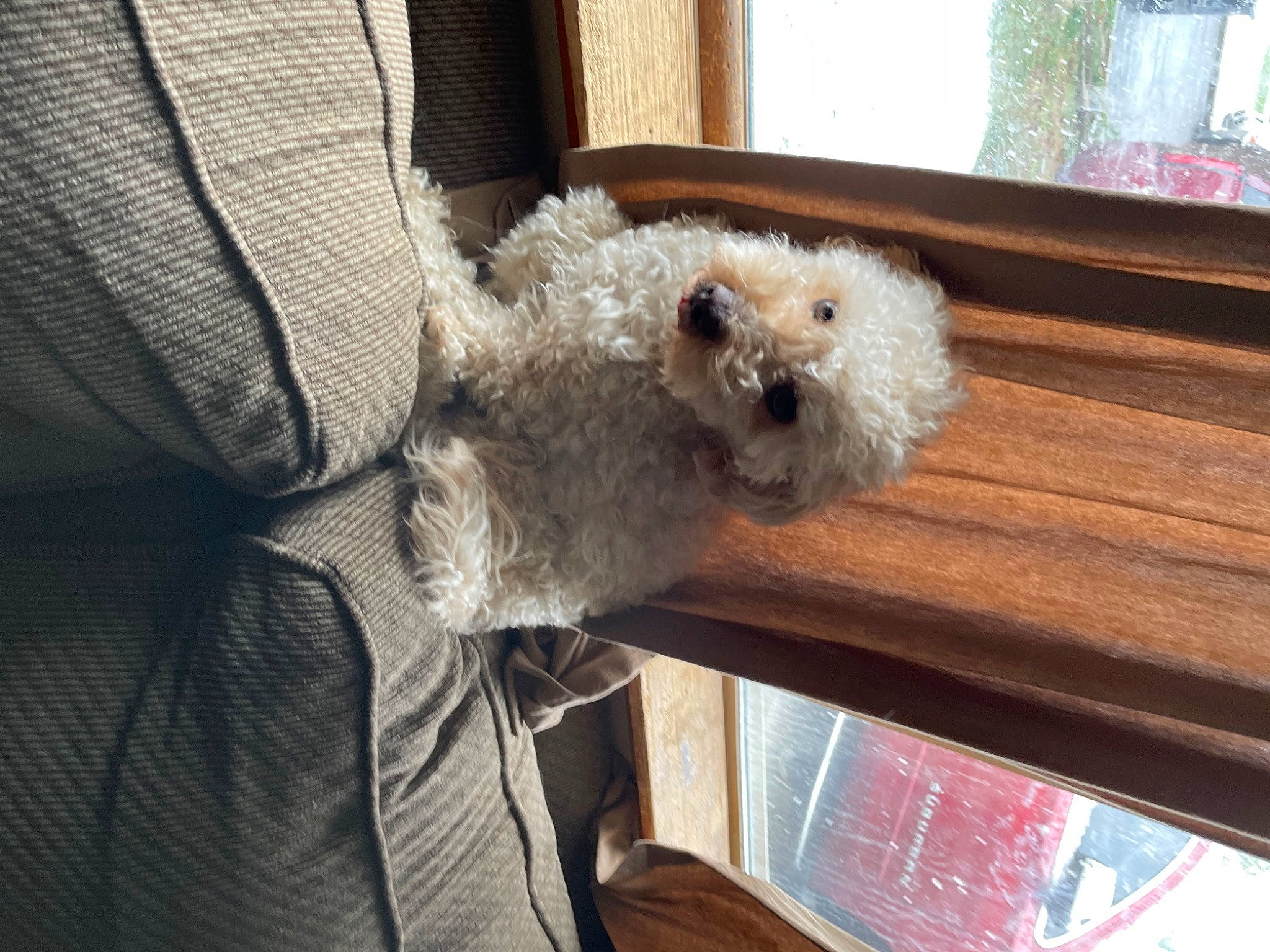 Simba is registered to the contest to win money with this photo: canidae, carnivore, chair, comfort, companion_dog, dog, dog_breed, fawn, fur, hardwood, labradoodle, poodle, room, small_terrier, sporting_group, stuffed_toy, terrier, toy_dog, wood, working_animal
