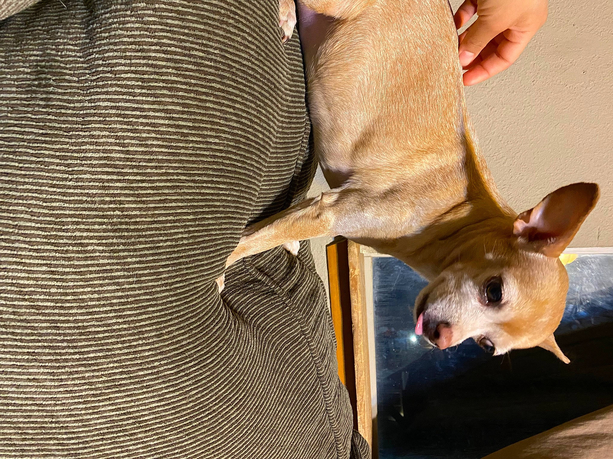 Bambi joined the competition — help win amazing prizes! animal_feed, canidae, carnivore, comfort, dog, dog_breed, fawn, fur, pet_supply, snout, tail, terrestrial_animal, toy_dog, whiskers, wildlife