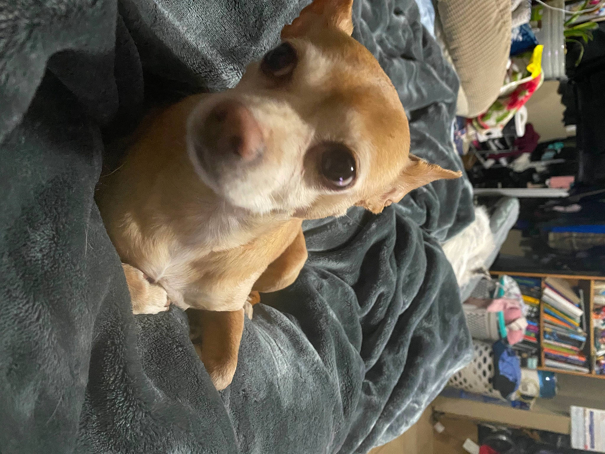 Bambi joined the competition — help win amazing prizes! carnivore, collar, companion_dog, dog, dog_breed, dog_collar, dog_supply, fawn, fur, leash, non_sporting_group, pet_supply, puppy, whiskers, working_animal