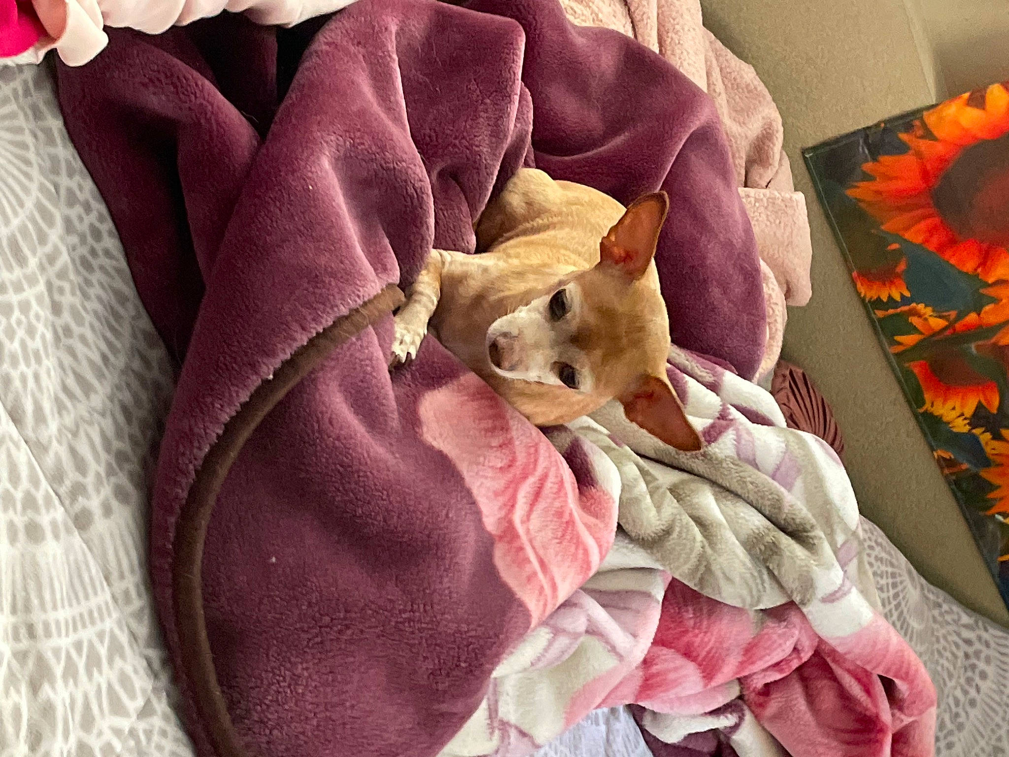 Bambi joined the competition — help win amazing prizes! bag, bed_sheet, bedding, canidae, carnivore, comfort, companion_dog, dog, dog_breed, fawn, felidae, fur, linens, magenta, pink, purple, sporting_group, toy_dog, whiskers, working_animal