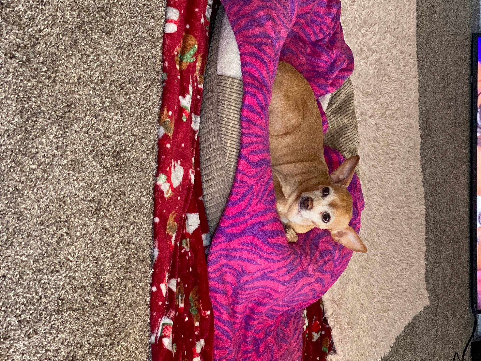 Bambi joined the competition — help win amazing prizes! carnivore, companion_dog, dog, dog_breed, dog_clothes, dog_supply, fashion_accessory, fawn, fur, human_leg, linens, magenta, pattern, pink, plaid, purple, sporting_group, tartan, textile, toy_dog