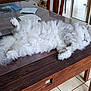 angora, animal, canine, cat, coffeetable, computer, desk, dog, electronics, furniture, hardwood, indoors, interiordesign, kitten, laptop, pet, plywood, table, tabletop, wood