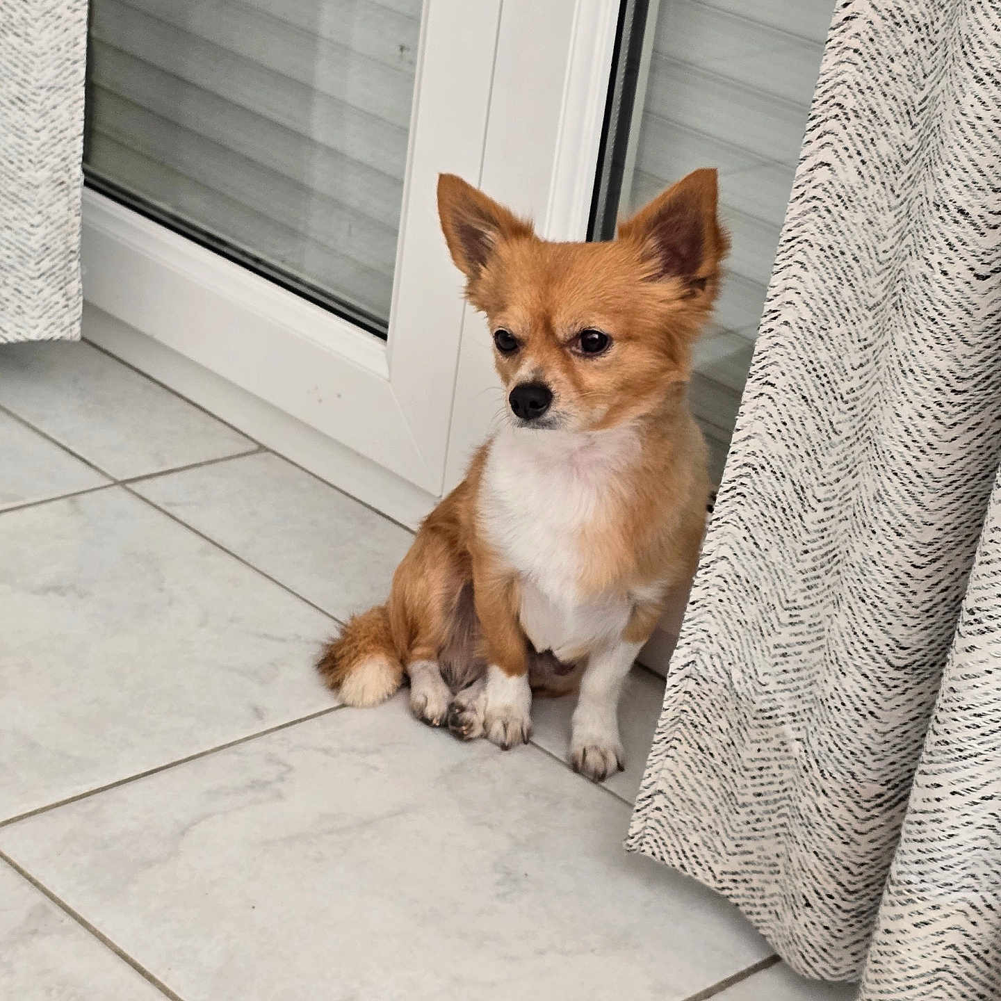 Philou participe au concours pour gagner de l'argent avec cette photo : dog, small_dog, chihuahua, sitting, pointy_ears, brown_fur, white_chest, pet, animal, indoors, window, curtain, tile_floor, portrait, centered_subject, alert, cute, fluffy_tail, home, natural_light