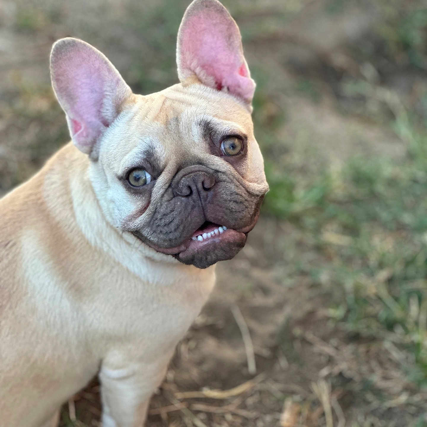 Luna is registered to the contest to win money with this photo: animal, canine, closeup, cute, dirt, dog, ears, expression, face, french_bulldog, fur, grass, mammal, nature, outdoor, pet, portrait, sitting, snout, teeth