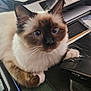 cat, siamese_cat, blue_eyes, fluffy, pet, mouse, computer_mouse, keyboard, desk, paper, office, indoor, curious, paw, close_up, technology, workspace, animal, feline, home