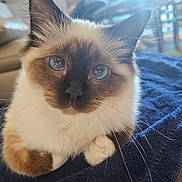 Yoga a rejoint le concours — aidez-le/la à gagner de superbes lots ! cat, siamese_cat, blue_eyes, close_up, fluffy, towel, couch, indoor, pet, whiskers, fur, curious, animal, domestic, relaxed, soft_light, portrait, feline, cute, sitting