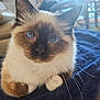 cat, siamese_cat, blue_eyes, close_up, fluffy, towel, couch, indoor, pet, whiskers, fur, curious, animal, domestic, relaxed, soft_light, portrait, feline, cute, sitting