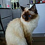 cat, siamese_cat, blue_eyes, fluffy, sitting, indoor, wooden_surface, kitchen, flowers, vase, modern, appliances, curious, pet, animal, feline, fur, whiskers, ears, tail