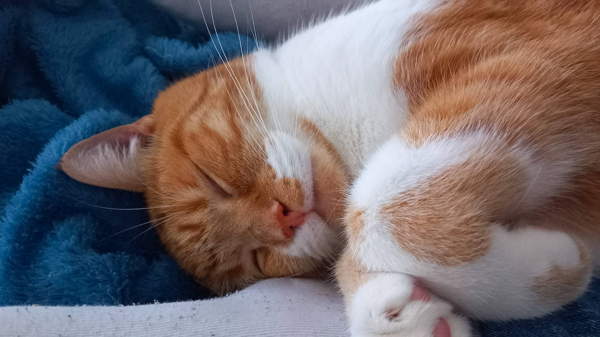 Garfield participe au concours pour gagner de l'argent avec cette photo : carnivore, cat, claw, comfort, domestic_short_haired_cat, fawn, felidae, foot, fur, nap, paw, sleep, small_to_medium_sized_cats, snout, tail, terrestrial_animal, whiskers