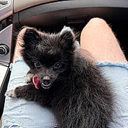 Tifa joined the competition — help win amazing prizes! puppy, dog, black_fur, fluffy, pet, lap, person, denim_shorts, ripped_clothing, car_interior, dashboard, tongue_out, cute, playful, sitting, young_dog, fur, legs, casual, indoor