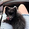 puppy, dog, black_fur, fluffy, pet, lap, person, denim_shorts, ripped_clothing, car_interior, dashboard, tongue_out, cute, playful, sitting, young_dog, fur, legs, casual, indoor