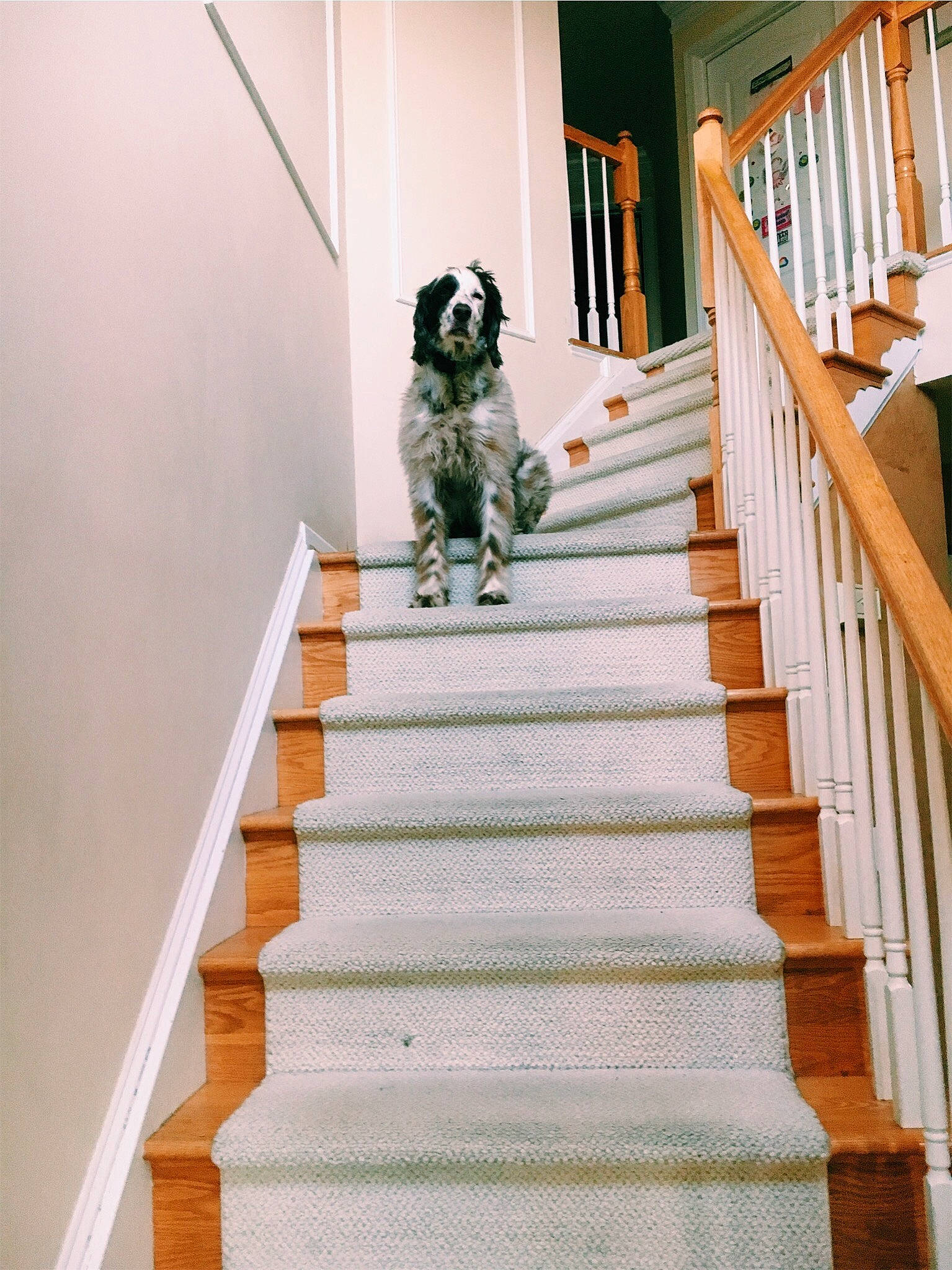Winston joined the competition — help win amazing prizes! baluster, canidae, floor, flooring, handrail, hardwood, home, house, interior_design, room, sporting_group, stairs, wood