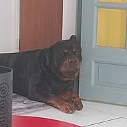Venom participe au concours pour gagner de l'argent avec cette photo : animal, blue_door, calm, canine, dog, door, fur, home, house, indoor, lying_down, mammal, paw, pet, quiet, red_table, resting, rottweiler, tile_floor, yellow_glass